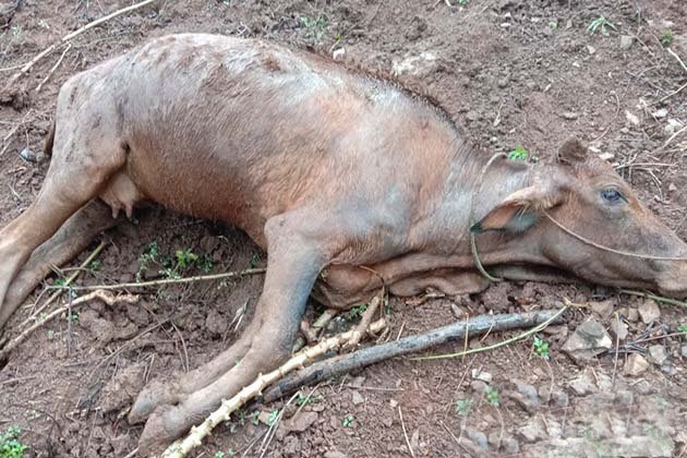 Bê mới sinh chết rét tại địa bàn xã Chiềng Bôm, huyện Thuận Châu