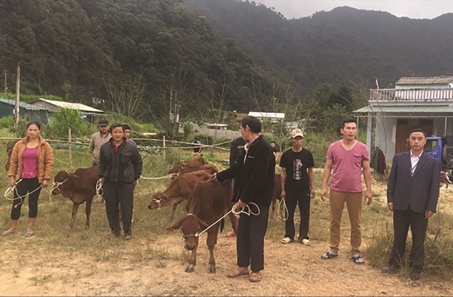 Đồng bào Pu Péo ở xã Phố Là, huyện Đồng Văn được hỗ trợ bò từ nguồn vốn của Quyết định 2086
