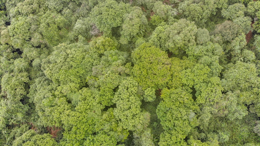 Rừng sến Tam Quy là rừng đặc dụng, giống cây quý có tên trong sách đỏ Việt Nam, là một trong gần 90 khu bảo tồn thiên nhiên rừng đặc dụng, được bảo vệ nghiêm ngặt
