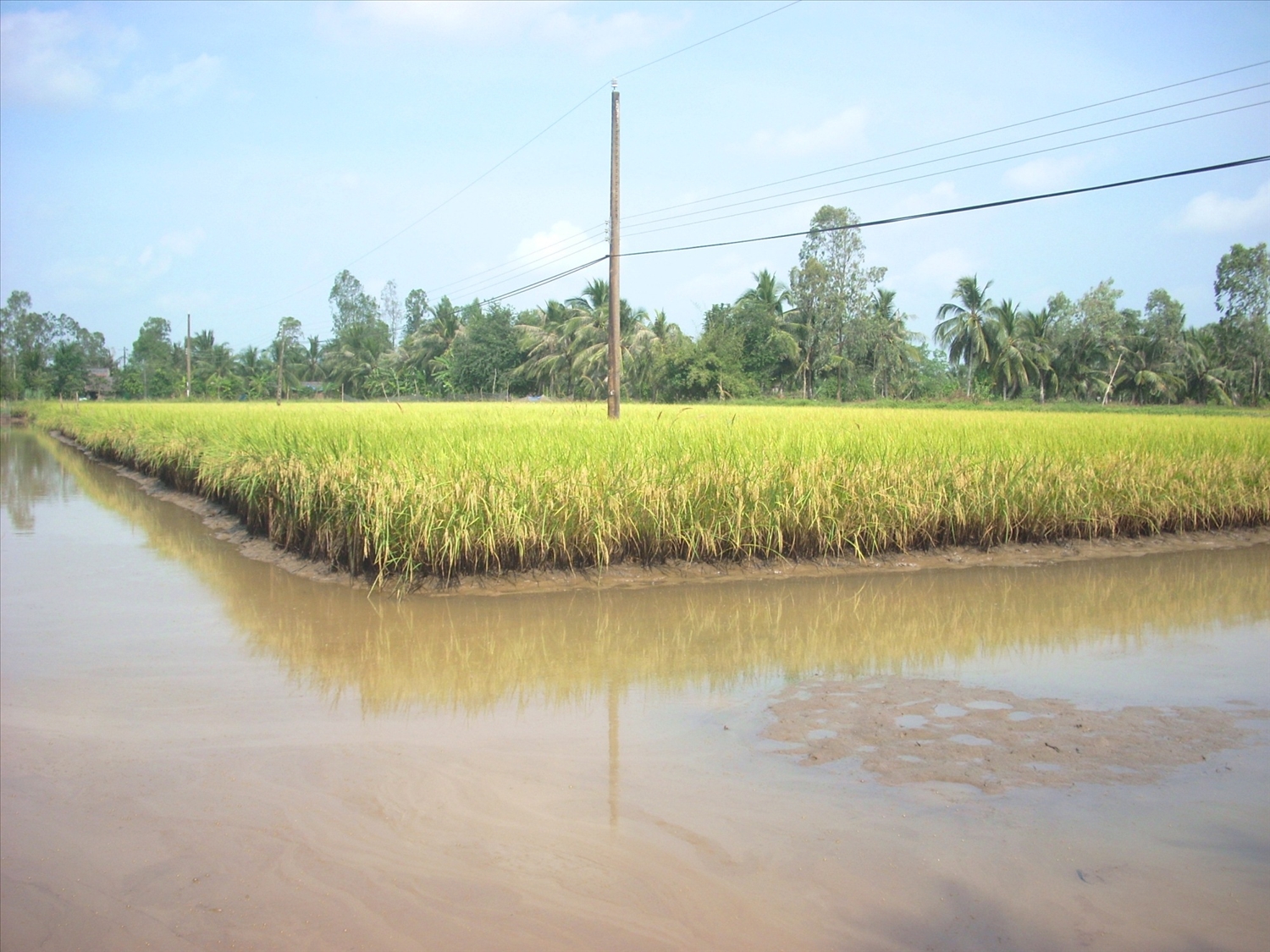 Các tỉnh ven biển ĐBSCL đang phát triển mạnh mô hình sản xuất lúa giống ST24, ST25 kết hợp nuôi tôm mang lại hiệu quả bền vững.