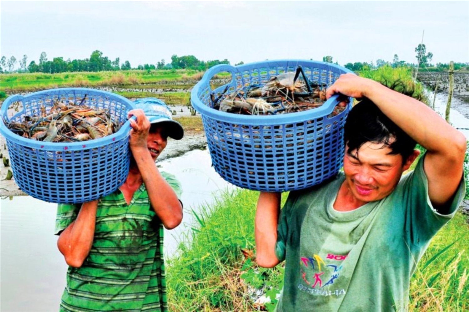 Nông dân xã Tân Lộc (huyện Thới Bình, Cà Mau), phấn khởi trúng mùa tôm càng xanh.