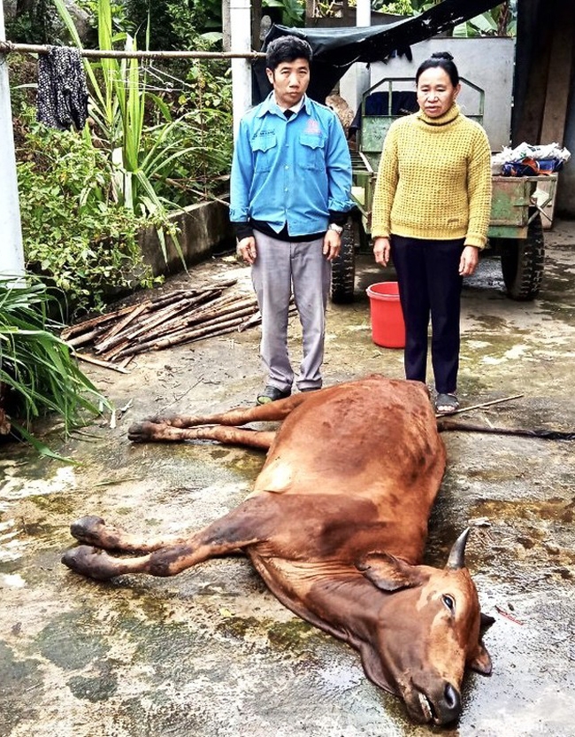 Con bò của gia đình bà Vi Thị Miết ở bản Đai xã Mường Nọc huyện Quế Phong bị chết do rét