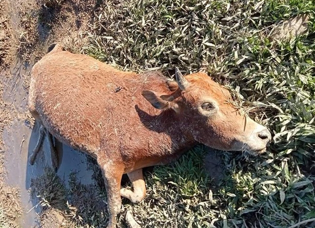  Một con bò bị chết rét tại miền núi Nghệ An