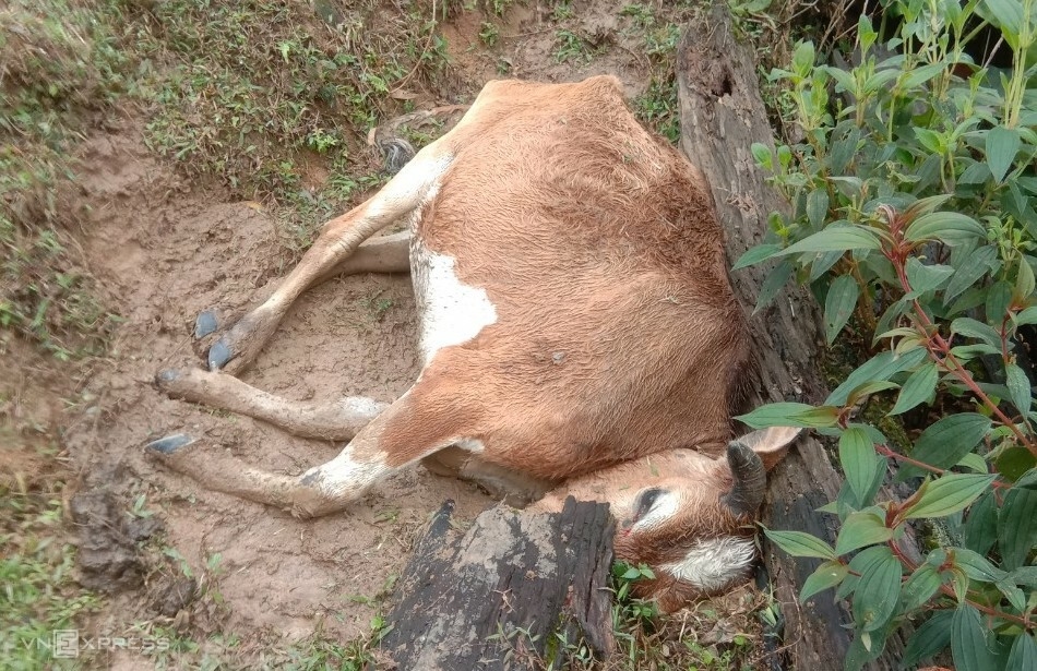 Một trong bốn con bò bị chết của nhà anh Nánh. Ảnh: Nhân vật cung cấp