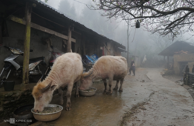 Gia súc cũng co ro trong đợt rét đậm, rét hại tại Lào Cai ngày 21/2. Ảnh: Ngọc Thành