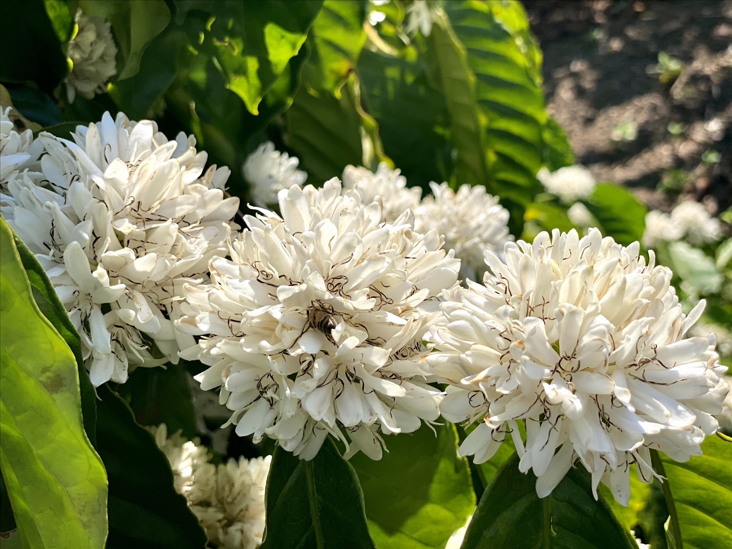 Những bông hoa cà phê trắng tinh khôi khoe sắc trong ánh nắng vàng tươi