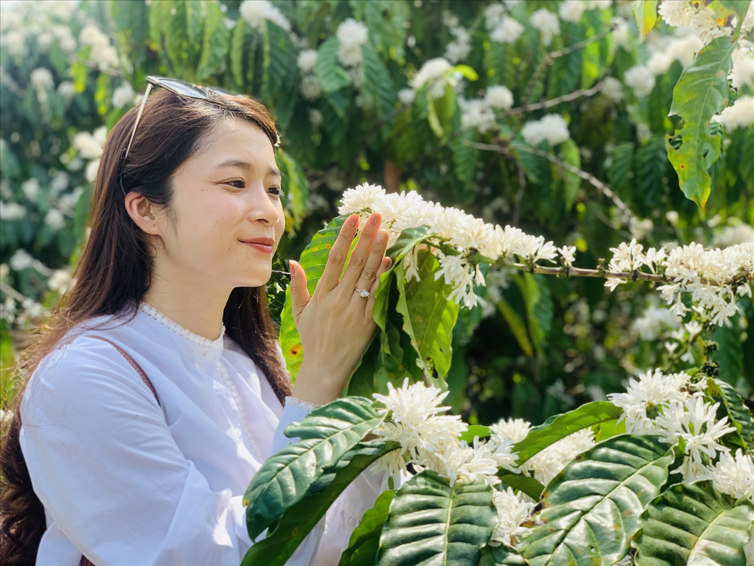 Hoa cà phê là loài hoa độc đáo và quyến rũ, được ưa chuộng bởi sắc trắng thuần khiết của nó. Hãy cùng đắm mình trong bức ảnh về hoa cà phê và tìm hiểu thêm về sức hút của loài hoa này.