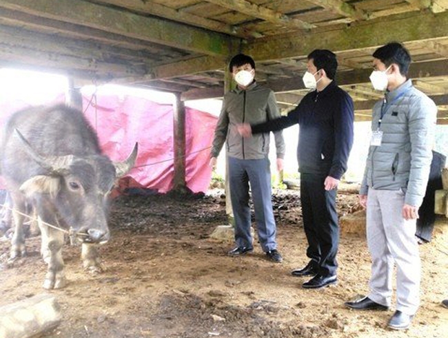 Lãnh đạo huyện Quế Phong kiểm tra đôn đốc việc chống rét cho đàn vật nuôi