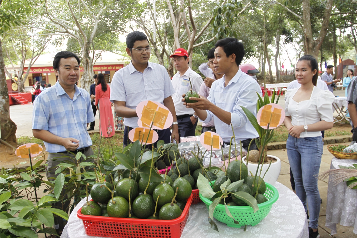 Hiện nay, sản phẩm của các HTX nông nghiệp ở Phú Yên được nhiều người quan tâm