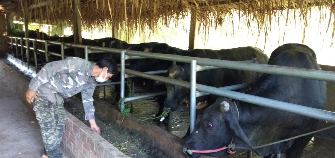 Mô hình nuôi bò 3B của gia đình anh Hưng đang phát triển tốt tạo nguồn thu nhập ổn định cho gia đình