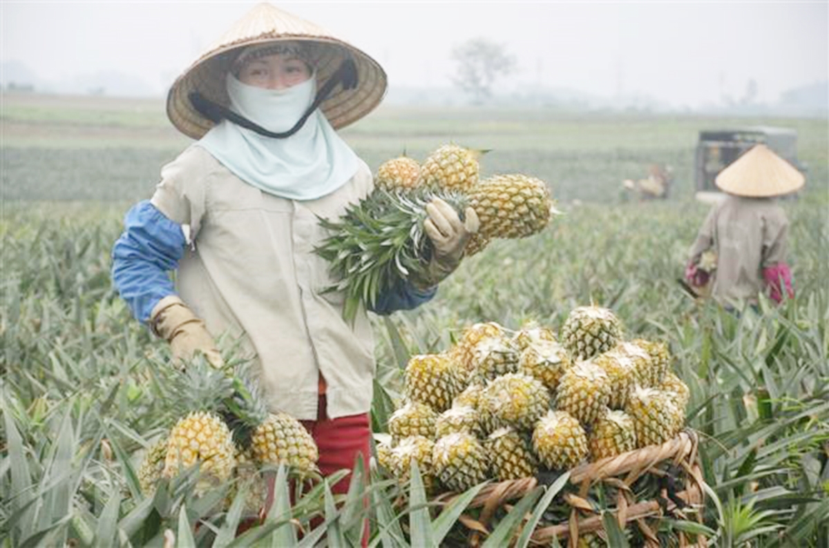 Nhờ được quảng bá rộng rãi, sản phẩm từ cây dứa của HTX Nông nghiệp kinh doanh tổng hợp Đồng Din giúp người dân có thu nhập ổn định