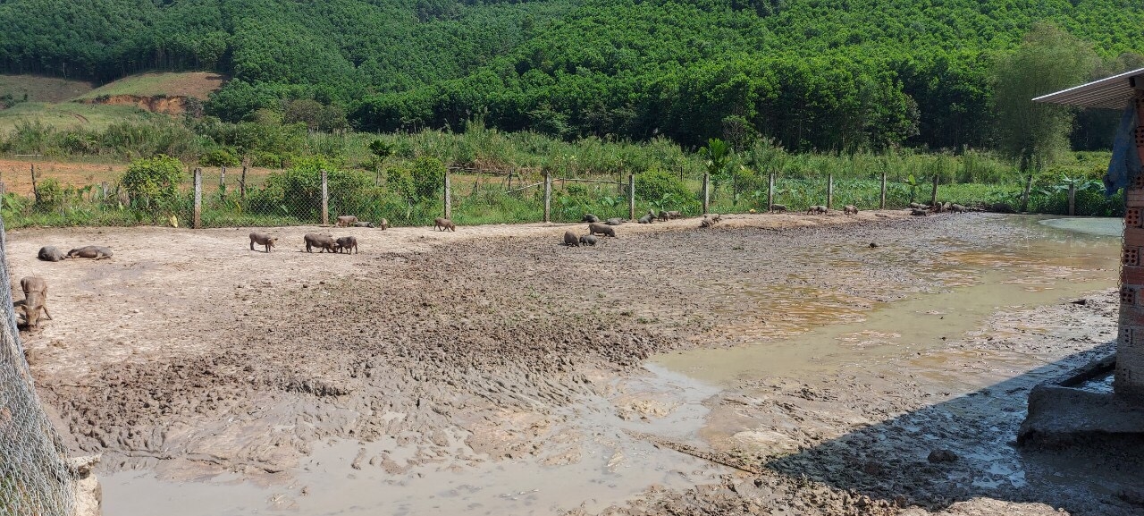 Mô hình nuôi heo đen và heo sọc dưa cũng đang phát triển tốt tại huyện miền núi Phước Sơn