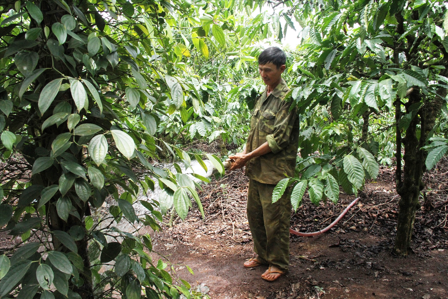 Người trồng cà phê đang tập trung tưới đợt 1 để bảo đảm đủ nước cho cây sinh trưởng