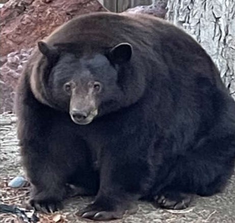 Con gấu đang gây nhiều phiền toái cho cư dân ở California. Ảnh: Bear League