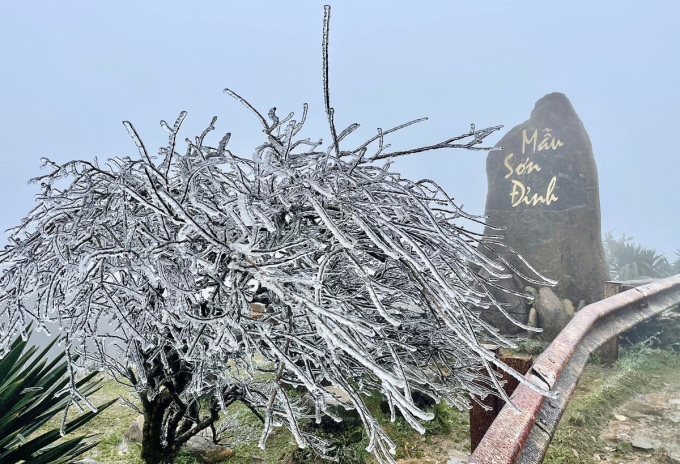 Băng giá bám trĩu nặng cây cối trên đỉnh núi Mẫu Sơn, Lạng Sơn, sáng 20/2. Ảnh: Hoàng Lăng Huy