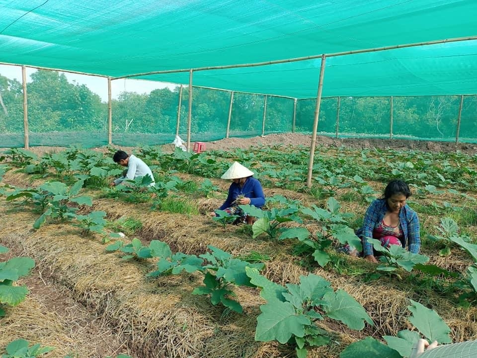 Phương thức trồng rau màu trong nhà lưới mang lại hiệu quả kinh tế cao cho người dân