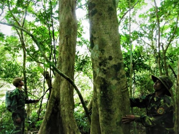 Rừng cộng đồng ở thôn Chênh Vênh có rất nhiều cây lớn và động vật quý (Ảnh TL)