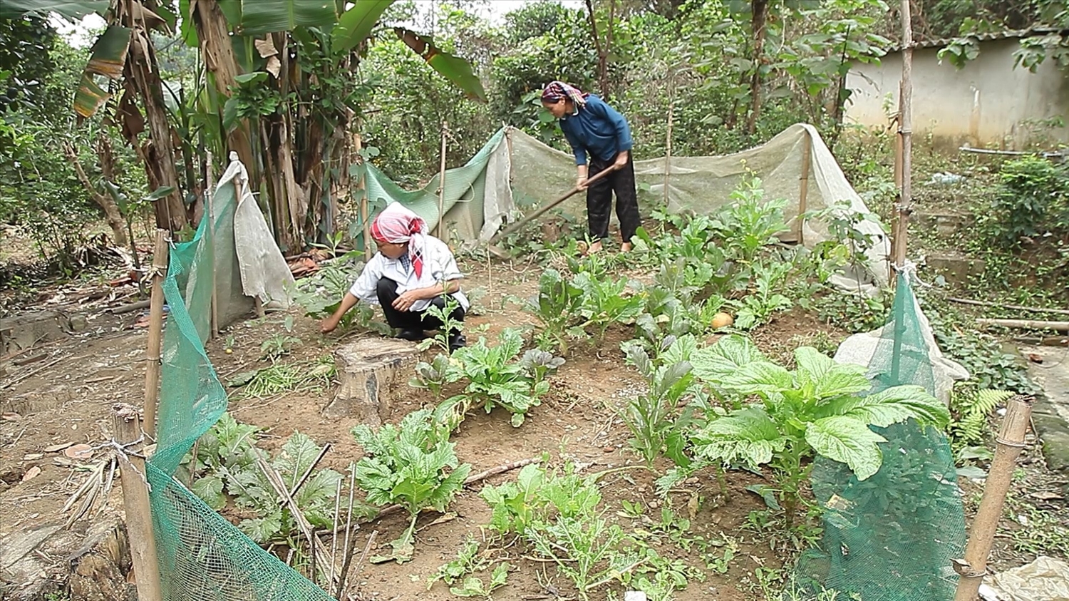 Để có thêm chút tiền sinh hoạt, những người bệnh tận dụng khu đất trống trong khu trọ trồng thêm luống rau, cây hành mang bán
