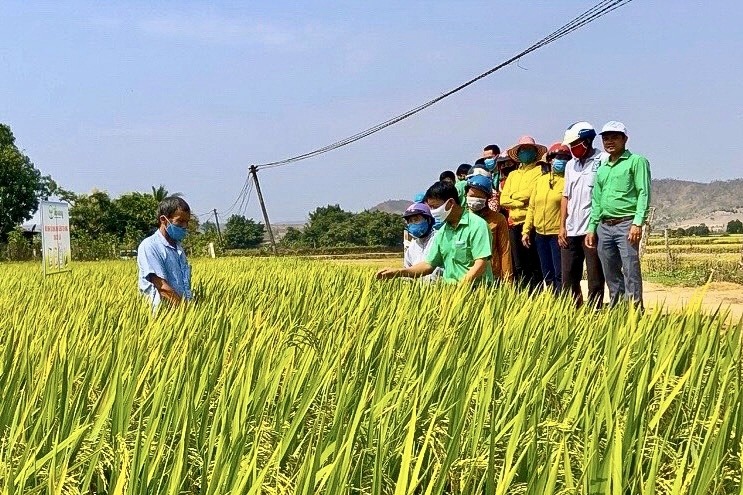 Nông dân huyện Phú Thiện chăm sóc, áp dụng đồng bộ các biện pháp kỹ thuật tiên tiến, sử dụng giống cây lúa tốt… nhằm nâng cao năng suất, bảo đảm chất lượng