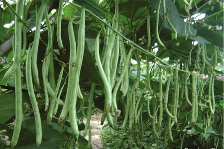 Kỹ thuật trồng đậu cove leo theo tiêu chuẩn vietgap cho năng suất cao
