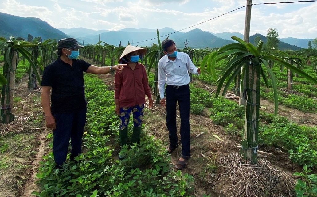 Cán bộ đảng viên xã Vĩnh Quang kiểm tra, hướng dẫn kỹ thuật chăm sóc cây thanh long ruột đỏ tại một hộ gia đình
