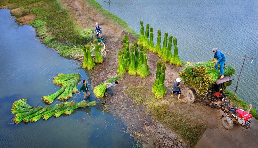 "Thu hoạch cói" - chụp những người nông dân thu hoạch cói ở thôn Phú Tân, xã An Cư, huyện Tuy An, Phú Yên - Ảnh: THU BA
