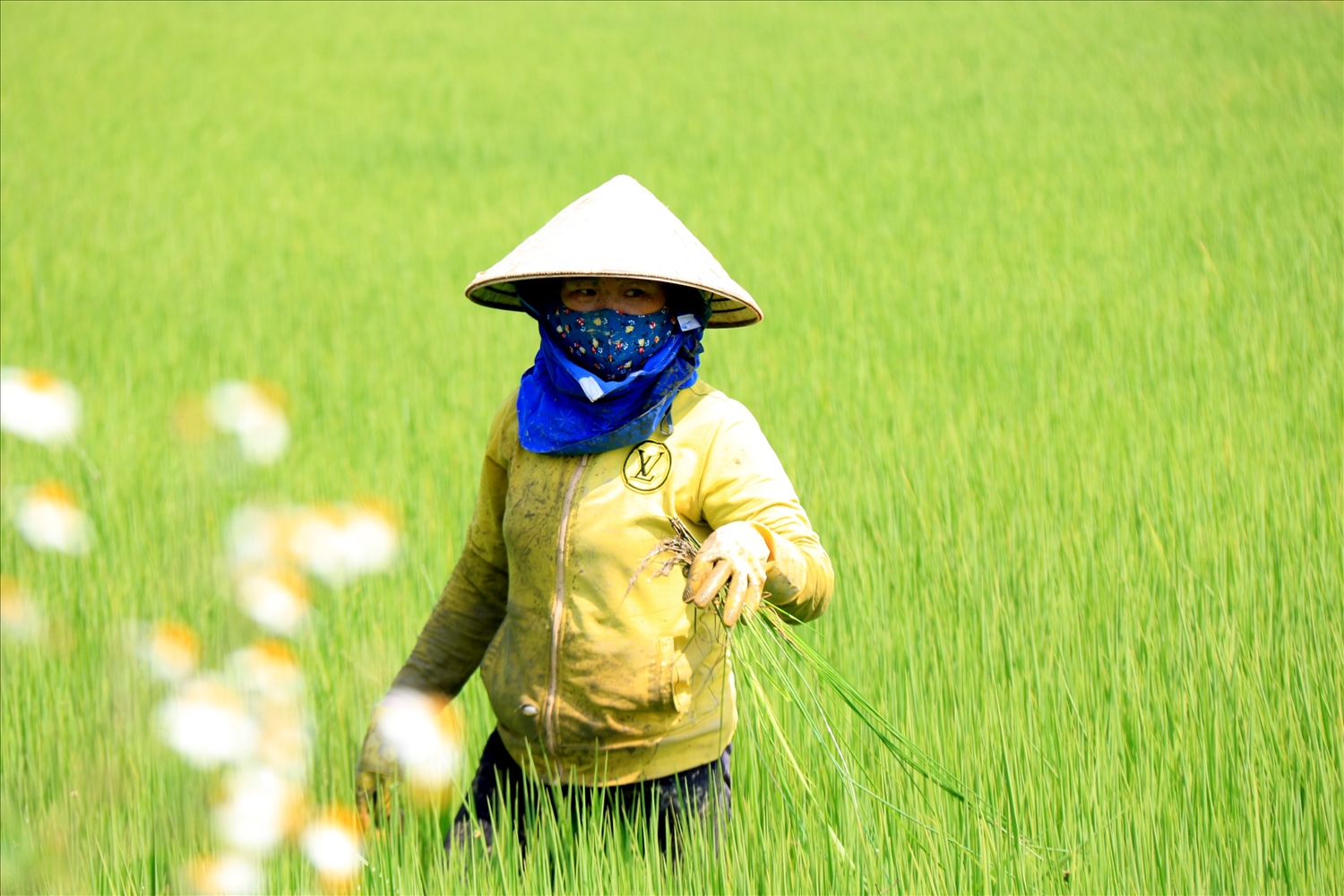 Nông dân Buôn Chóah áp dụng khoa học kỹ thuật vào sản xuất lúa để tăng năng suất, chất lượng lúa gạo và bảo vệ môi trường