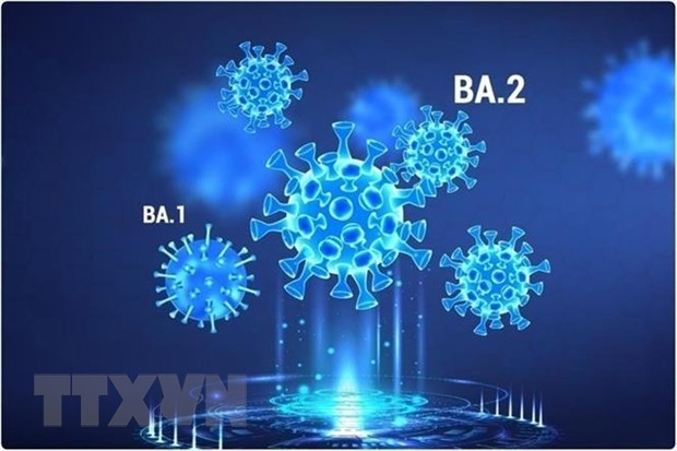 Hình ảnh minh họa các dòng phụ của biến thể Omicron gây bệnh COVID-19. (Ảnh: News-medical.net/TTXVN)