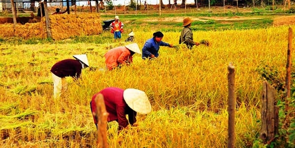 Phụ nữ Thái Lan thu hoạch lúa