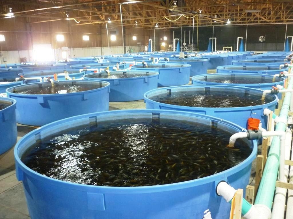 Hệ thống nuôi cá khép kín GFA