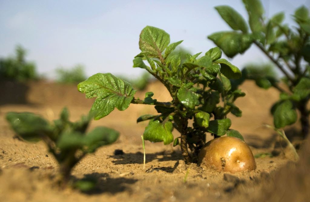 Israel áp dụng thành công khoa học công nghệ vào nông nghiệp trên sa mạc 9