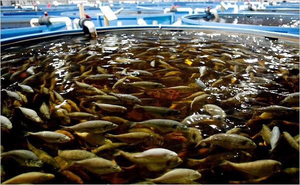 Israel trở thành một đất nước xuất khẩu cá nhờ có hệ thống GFA