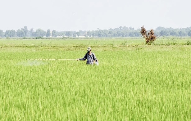 Nông dân huyện Hải Lăng (Quảng Trị) phun thuốc để phòng, trừ đạo ôn hại lúa