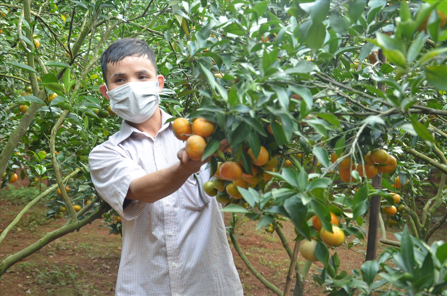 Mô hình trồng cam an toàn của hộ anh Lương Văn Tưởng, xã Kiên Thọ, huyện Ngọc Lặc mỗi năm thu về 500 triệu đồng