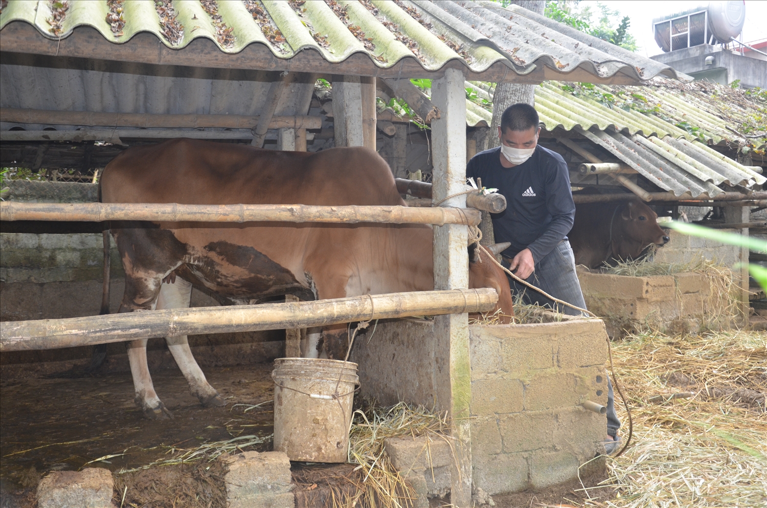 Nhiều hộ dân ở miền núi Thanh Hóa vươn lên thoát nghèo nhờ được hỗ trợ con giống