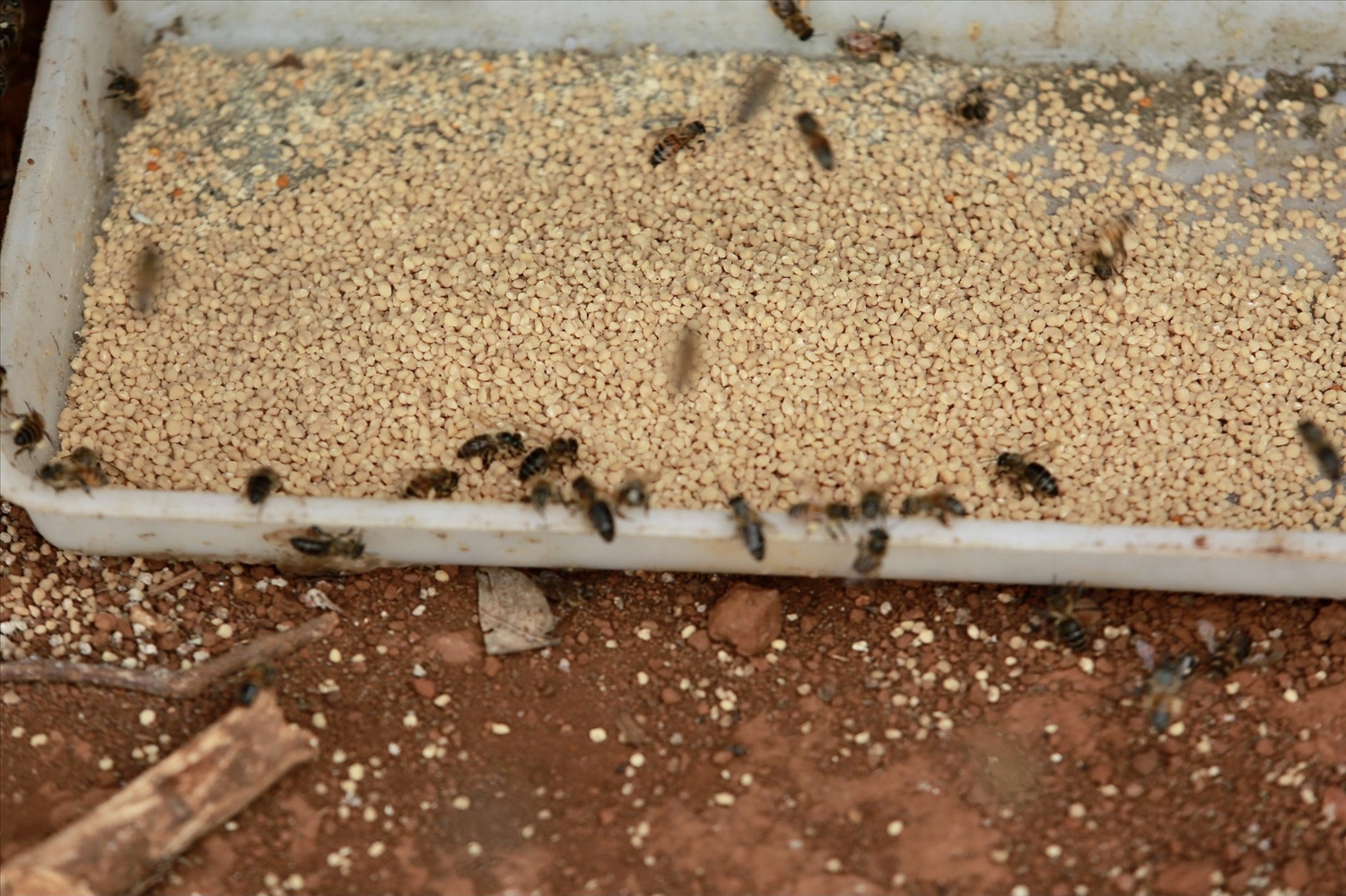 Ngoài mật ong, người nuôi ong còn thu được sản phẩm phấn hoa