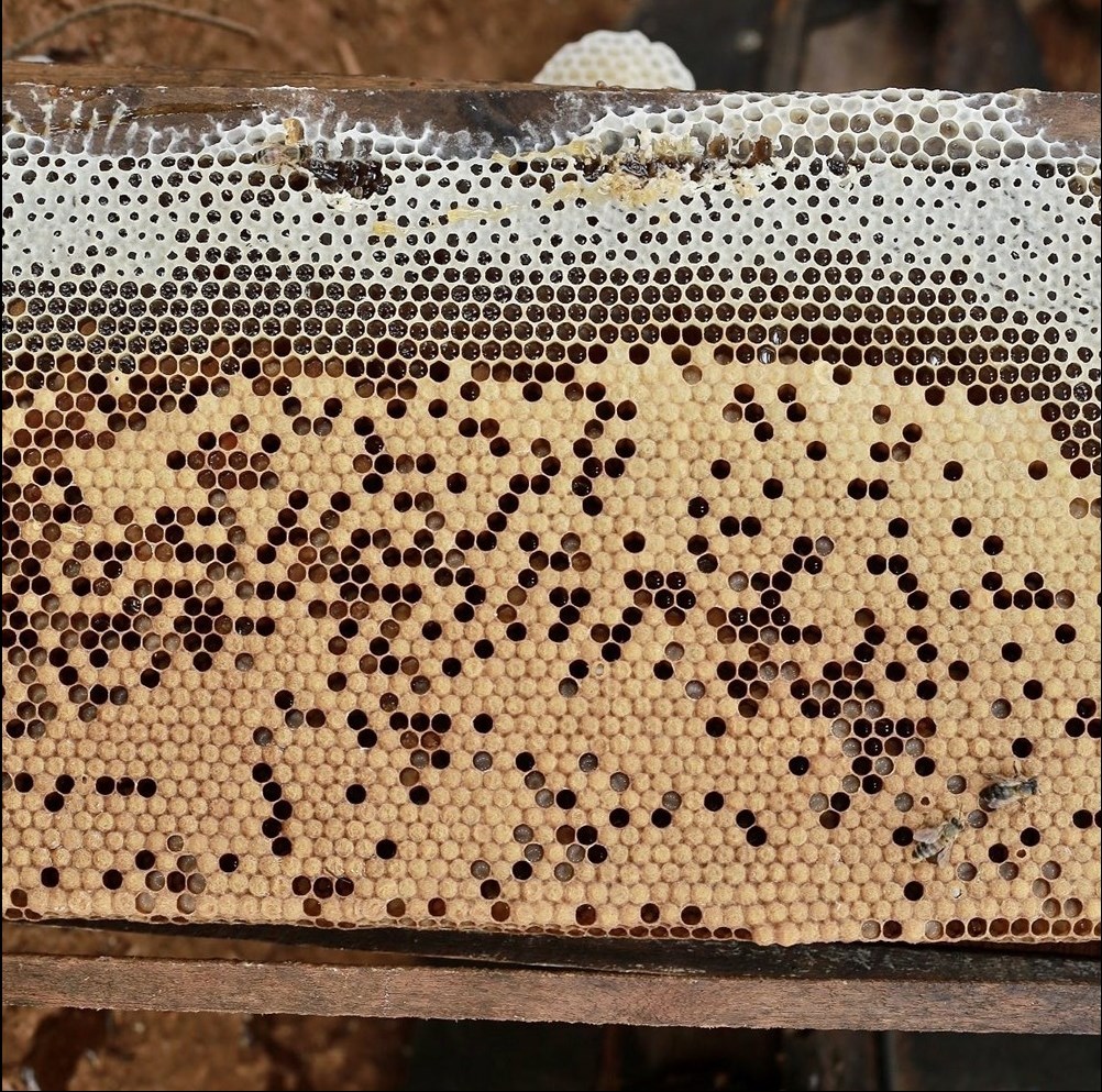 Cầu ong đầy mật đã đủ độ già để thu hoạch