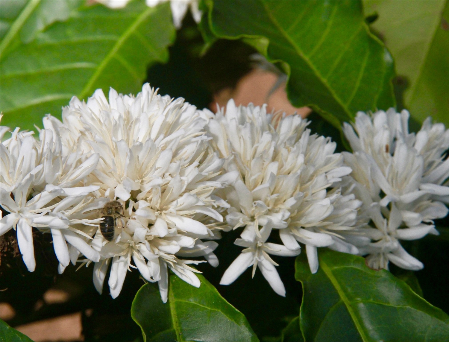 Những con ong chăm chỉ hút mật trên những bông hoa cà phê trắng muốt