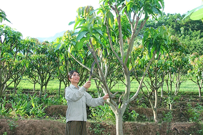 Người dân bản Tân Ban, xã Phiêng Ban, huyện Bắc Yên đẩy mạnh trồng cây ăn quả