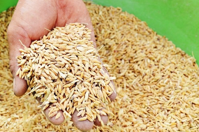 Xuất cấp không thu tiền 258 tấn hạt giống lúa hỗ trợ người dân tỉnh Ninh Thuận.