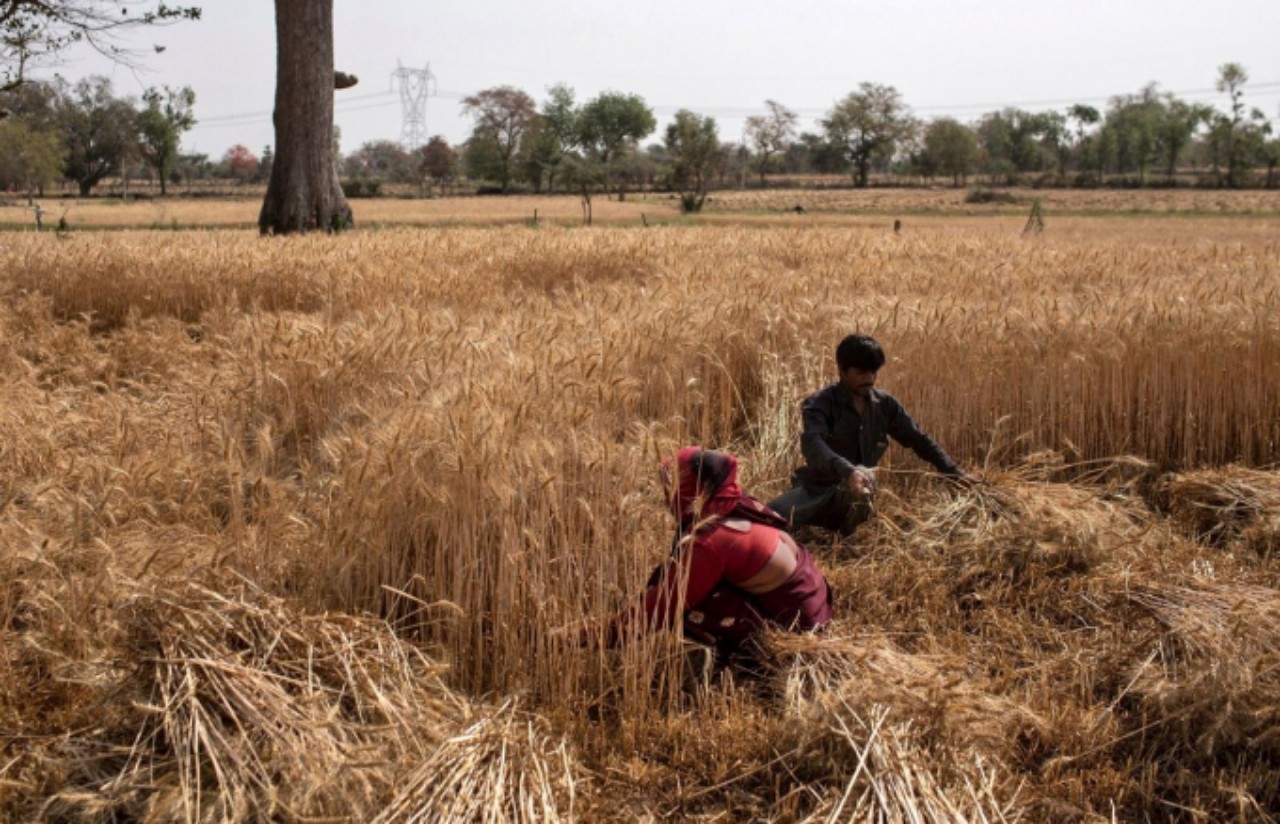 Thu hoạch lúa mì tại làng Jugyai, trung tâm bang Madhya Pradesh, Ấn Độ.