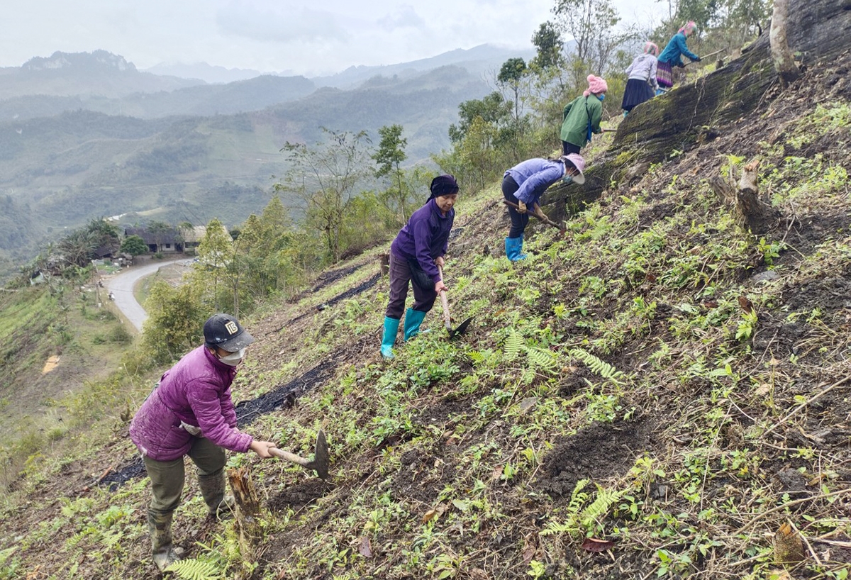 Người dân thôn Khuổi Trà, xã Cổ Linh trồng ngô trên đất dốc