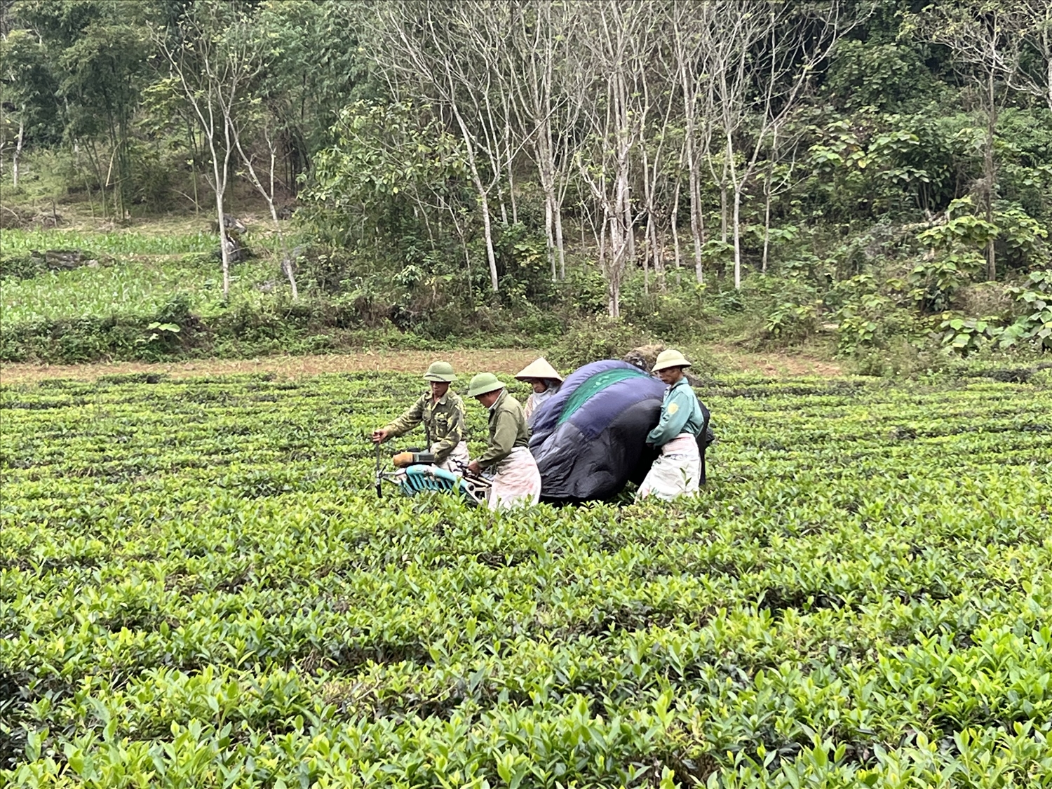Đồng bào người Nùng ở thôn Trung Tín, xã Yên Khê, huyện Con Cuông (Nghệ An) giúp nhau thu hoạch chè