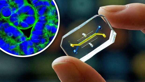 Thiết bị Organ Chip mô phỏng phản ứng miễn dịch của con người. (Nguồn: Viện Wyss Đại học Havard)