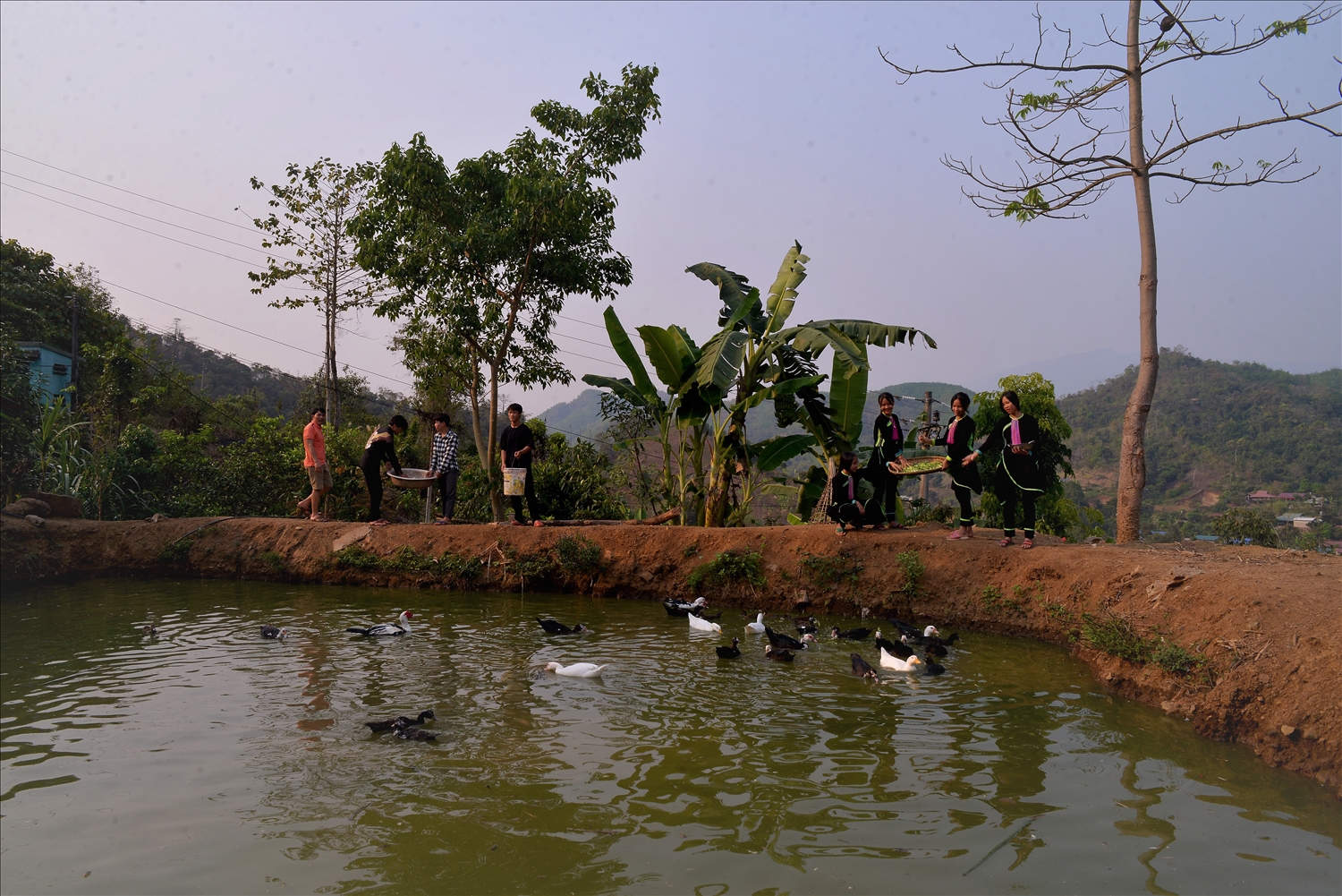 Mô hình chăn nuôi vị của các em học sinh Trường PTDTBT THCS xã Nậm Cha, huyện Sìn Hồ.
