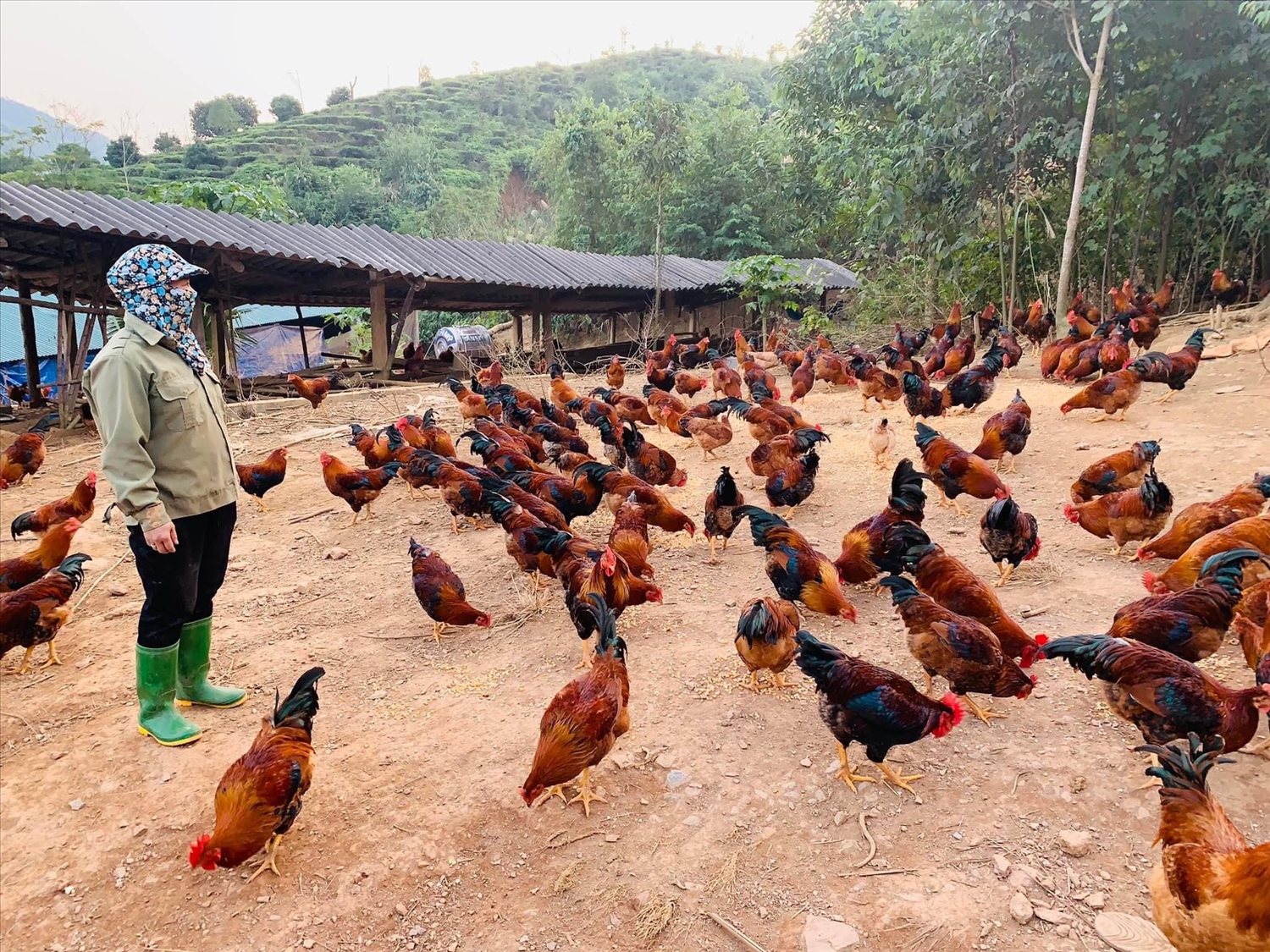 Chị Nguyễn Thị Tuyển với mô hình nuôi gà trống thiến