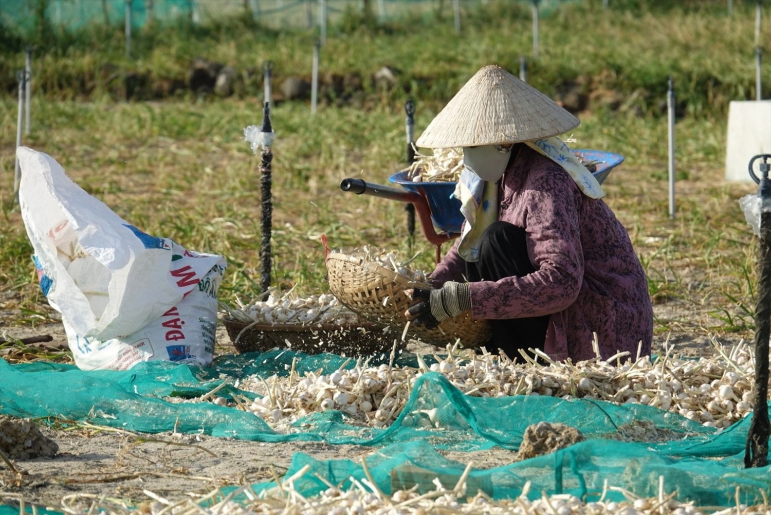 Hiện nay, tỏi Lý Sơn đang vào mùa thu hoạch chính nhưng sản lượng sụt giảm khiến người dân điêu đứng