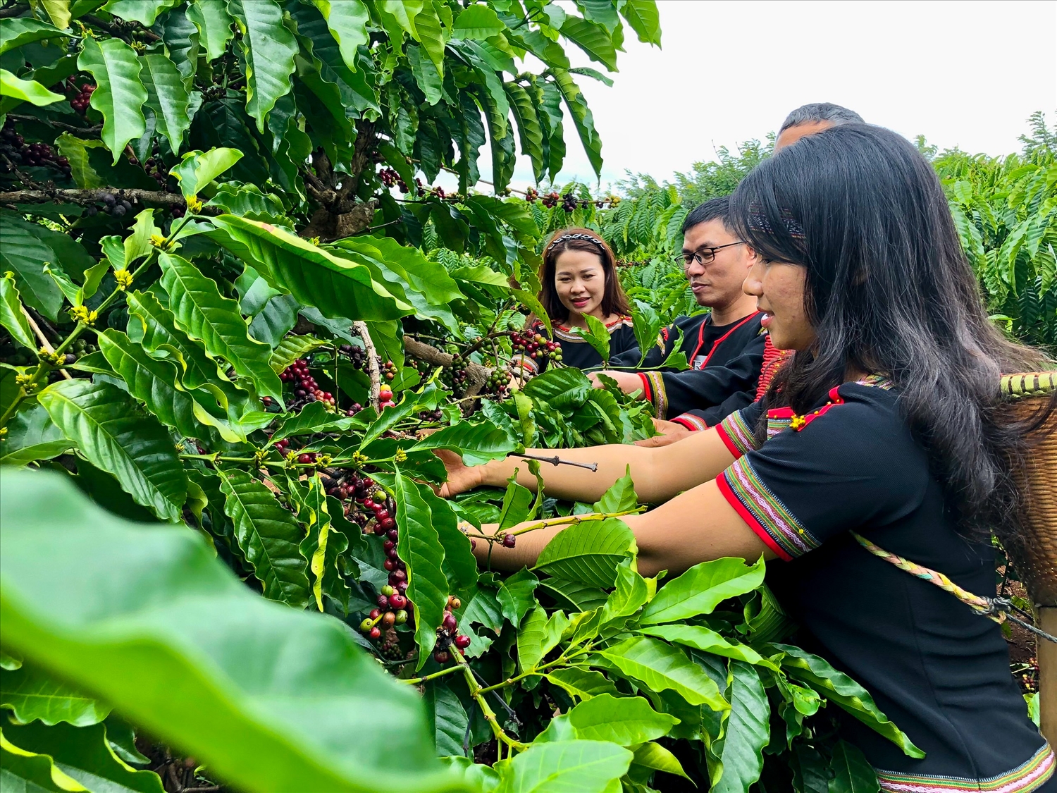 Hoạt động trải nghiệm vườn cà phê hữu cơ ở TP. Buôn Ma Thuột