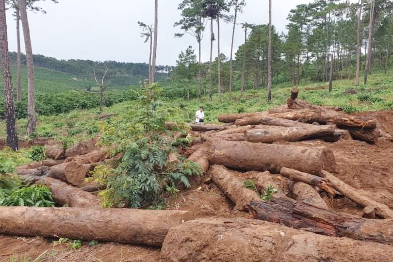 Hiện trường vụ phá rừng ở xã Lộc Phú, huyện Bảo Lâm 