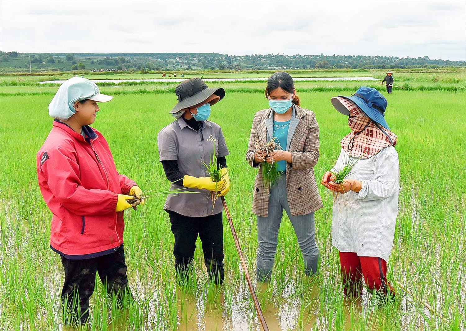 Cán bộ nông nghiệp trao đổi với người dân về kinh nghiệm trồng giống lúa mới tại xã Hà Bầu